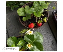 Evie-2 Strawberry Plants