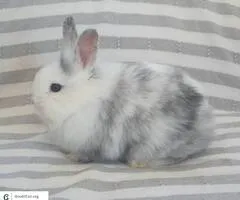 Lionhead Rabbit