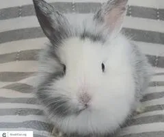 Lionhead Rabbit